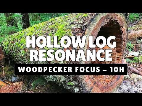 Hollow Log Resonance 🪵 Forest Floor Echoes & Woodpecker Rhythms For Deep Focus (10 Hours)
