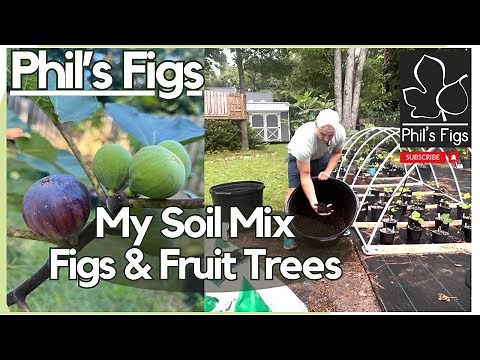 My Soil Mix for Figs & Fruit Trees. Effective and Simple!