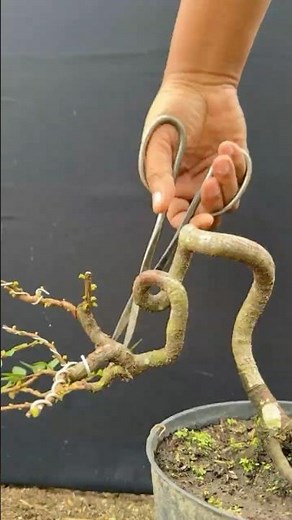 See the final result—the beautiful, graceful curves of the tree.