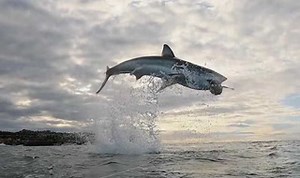 Video: el salto imponente del tiburón cámara lenta.