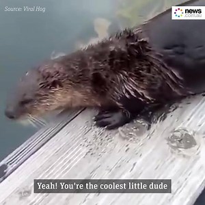 33K views · 236 reactions | This guy meeting an Otter for the first time is just everything  | News.com.au | Facebook