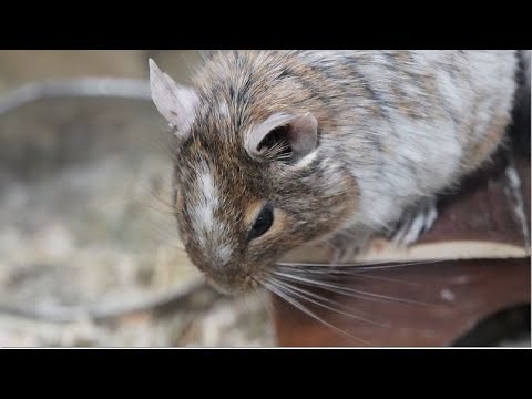 L'Octodon ou Dègue du Chili est le rongeur le plus courant dans le centre du Chili Villaverde