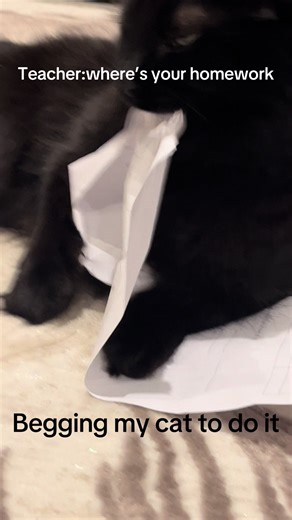 #homework #cat #rip #fyp #teamwork