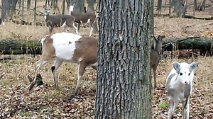 Rare Piebald/Calico Whitetail Deer Herd