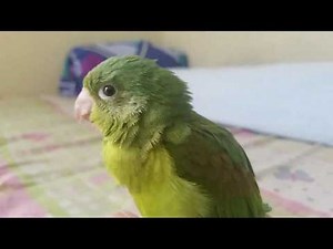 Rescatando una Catalnica pericos y aves en El Salvador
