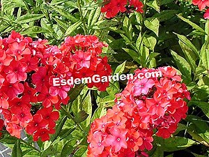 Phlox Paniculado, Phlox Perenne, Phlox Paniculata: Plantar, Cultivar 🌿 Todo Sobre Jardinería Y Diseño De Jardines - 2025