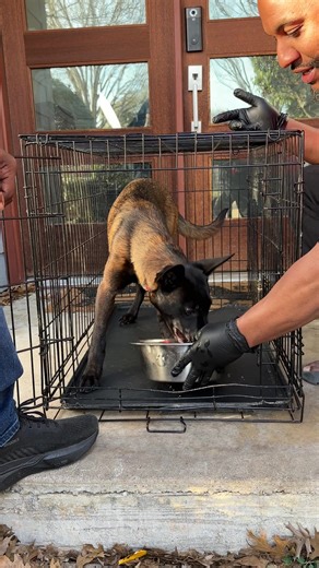 Healthy Raw Dog Meals: Essential Nutrition for Your Pup