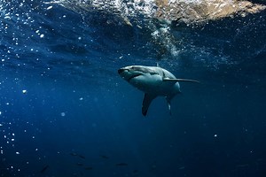 The 9 Largest Great White Sharks Ever Found Off Canada Waters