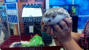 9 comments | Female hedgehog available for adoption at the petsmart on 5600 w 3081 s today and tomorrow. | Purrfect Pawprints | Facebook