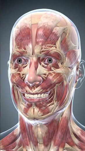 How Facial Muscles Work Under the Skin | 3D Anatomy in Motion