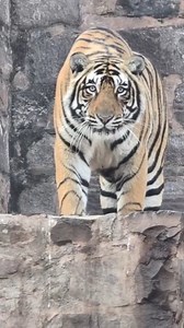 Queen Riddhi & Cubs Take Over Ranthambore Fort Entrance | Rare Royal Moment 🐅🏰 📍Ranthambore Fort, Ranthambore National Park, Sawai Madhopur, Rajasthan, India A once-in-a-lifetime wildlife moment at Ranthambore Fort! Legendary tigress Riddhi was spotted resting confidently on the historic entry gate steps along with her growing cubs — a perfect blend of royalty, heritage, and wild power. This rare sighting shows how Ranthambore’s tigers rule not just the jungle, but history itself. Moments lik