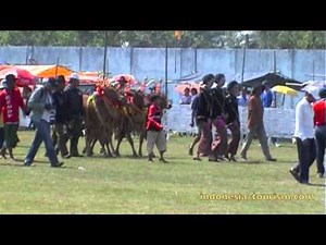 The Madura Traditional Ceremony: Karapan Sapi
