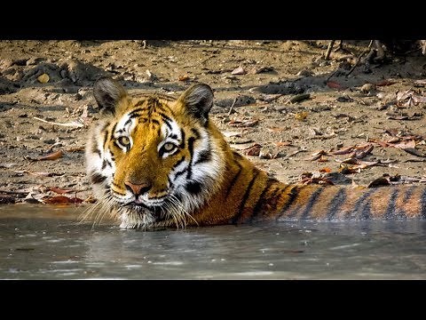 BBC Big Cats - Behind the scenes of Swamp tiger in Sunderbans