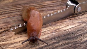 Wonder of Slime - Slugs & Snails on a Razor's Edge