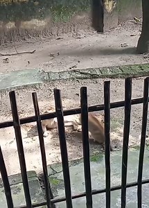 Cat Fighting Video in 2025 #catfighting #catfight #femalewrestling #wrestling #fight #girlfight #fighting #womenswrestling #wrestlingwomen #femfight #womenwrestlers #femalefighting #catfights #cyberwrestling #strongwomen #catfighter #fitness #cat #girlfights #cats #art #photography #blackandwhite #photographer #prowrestling #catfighters #cutecats #boxing #femaleroleplayer #detailed | Cat Sport