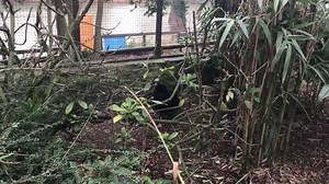 *12 DAYS OF CHRISTMAS* ‘On the fourth day of Christmas...’ Meet the Four calling birds...the Illiger’s macaws and the helmeted Curacao. With Bird Garden & Farm Experience Manager, Nick Dowling. Until 6 Jan (except New Year’s Day) | Harewood House | Facebook