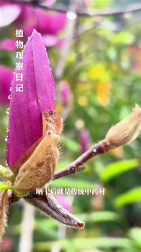 Spring's Majestic Purple Magnolia: A Family Affair in Blossom