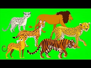Cat Family Speed Comparison: From Margay to Cheetah