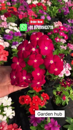 Rare Imported Vinca Flower Seed Online Shopping 🪴 #vinca #flowers #plants #garden