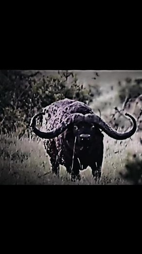 Exploring the History of the Black Death through Zoology