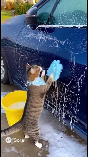 Cat Car Wash Service! 🐱🚗💦