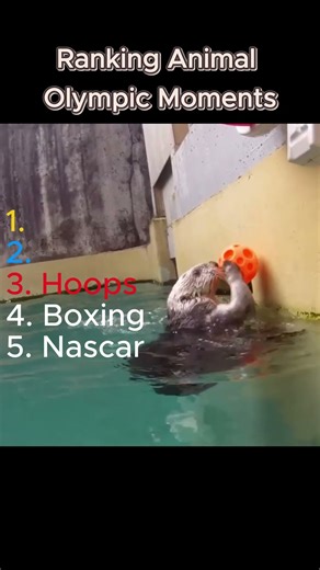 Ranking Top 5 Animal Olympics Moments