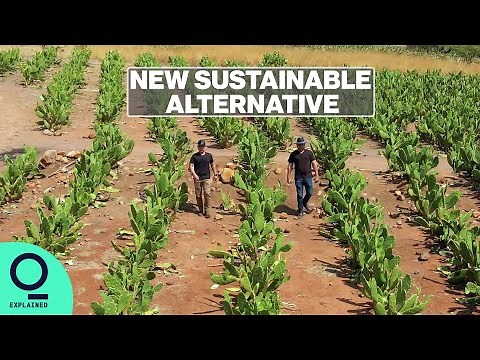 Turning Cactus Into Leather: The New Sustainable Alternative
