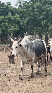 110K views · 2.8K reactions | The best cattle breeds to consider for commercial cattle farming #fbreelsfypシ゚viralシ #farming2024 #fbyシvideo #cattle #cattleya #cattlefarm #cattlefarming | Youth In Agriculture | Facebook