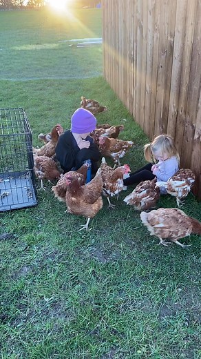 They love their new home! They can’t believe their luck! 🥰🐔🐔🐔 (Featuring Archie on his ride on 🤣) | Archie’s Veg & Eggs