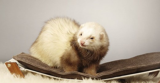 How Big do Ferrets Get?