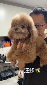 701K views · 10K reactions | bumblebee dog #cute #dogs #toypoddle | Abbie Qu Qu | Facebook