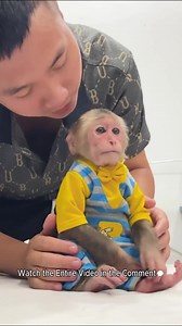 Cubis Monkey Steals Food, Making Dad Mad! | Monkey TV