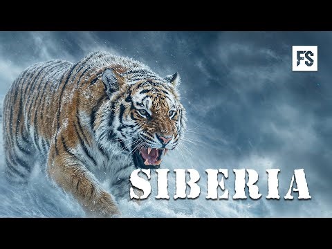 WILD SIBERIA | The Battle for Survival - Full Animal Documentary
