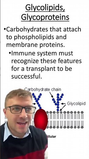 Glycolipid vs. Glycoprotein