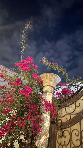 ‎ح‎ on Instagram‎: "Narrated Abu Musa: The Prophet (ﷺ) said, “The example of a believer who recites the Qur’an and acts on it, like a citron which tastes nice and smells nice. And the example of a believer who does not recite the Qur’an but acts on it, is like a date which tastes good but has no smell. And the example of a hypocrite who recites the Qur’an is like a Raihana (sweet basil) which smells good but tastes bitter And the example of a hypocrite who does not recite the Qur’an is like a co