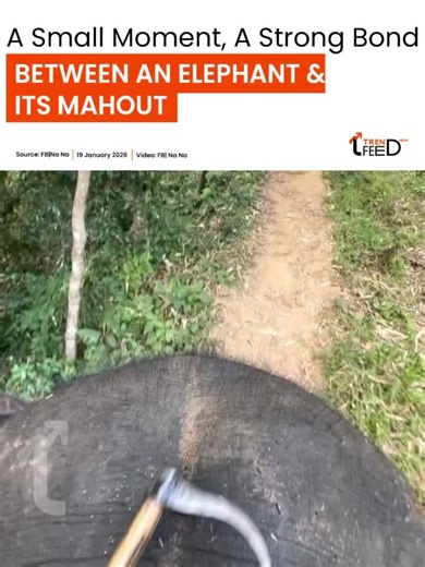 Trendfeed news on Instagram: "A video circulating on social media shows a remarkable moment of coordination and trust between a mahout and his elephant in a forest setting. In the footage, the mahout throws his bullhook onto the ground, after which the elephant carefully picks it up with its trunk and hands it back to the mahout sitting on its back—all while continuing to walk through the jungle. The moment has drawn admiration from viewers, with many highlighting the elephant’s intelligence, tr