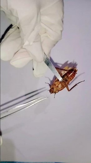 Dissection of cockroach ✔️💯#shortsvideo #viralshorts #neetexam #dissection #biology #cockroach