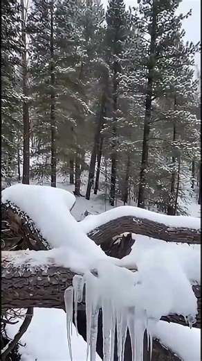A sudden ice storm left this eagle trapped under thick frozen layers