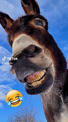 Funny Donkey Moments Compilation | Hilarious Animal Videos