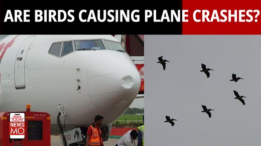 Birds are the most common threats to aircraft safety. Bird strike incidents happen daily, but some are more dangerous than others. Recently, two such incidents took place. One involved a SpiceJet plane flying Patna-Delhi and the second on an IndiGo aircraft flying Guwahati-Delhi. After these incidents, both planes had to return to their origin airports. #NewsMo #Birds #Aircraft #News #World | India Today