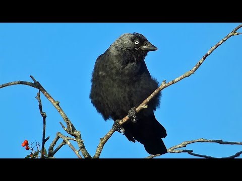 Jackdaw Calls - Western Jackdaw Sounds