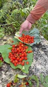 1.6M views · 16K reactions | Picking wild raspberries! #fyp #fbreelsvideo #highlights | Kusinerong Biyahero | Facebook