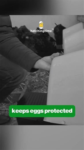 EggHouse Roll-Out Nesting Box Wall Mount up to 5 Birds