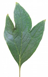 Are Tulip Poplars Dangerous?