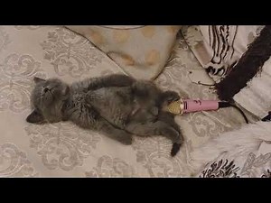 Cat Farting on mic