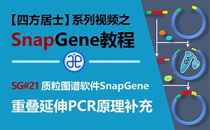 【四方居士】SG#21质粒图谱软件Snapgene重叠延伸PCR原理补充