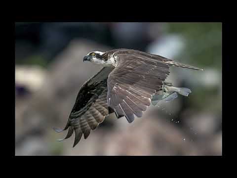 dot sight for real wildlife photography