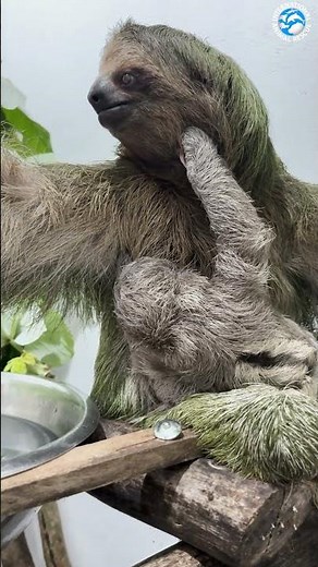 Baby Sloth and Mother Having a Cuddle #animals #cuteanimals #wildlife