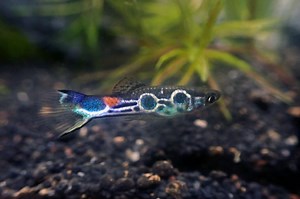Staeck Endler - Poecilia wingei Fish Profile & Care Guide