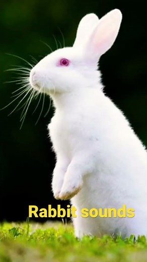 Rabbit sounds